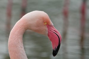 En-Inciterende-flamingo?